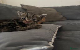 American Shorthair cats for sale: 4 beautiful kittens - Image 7