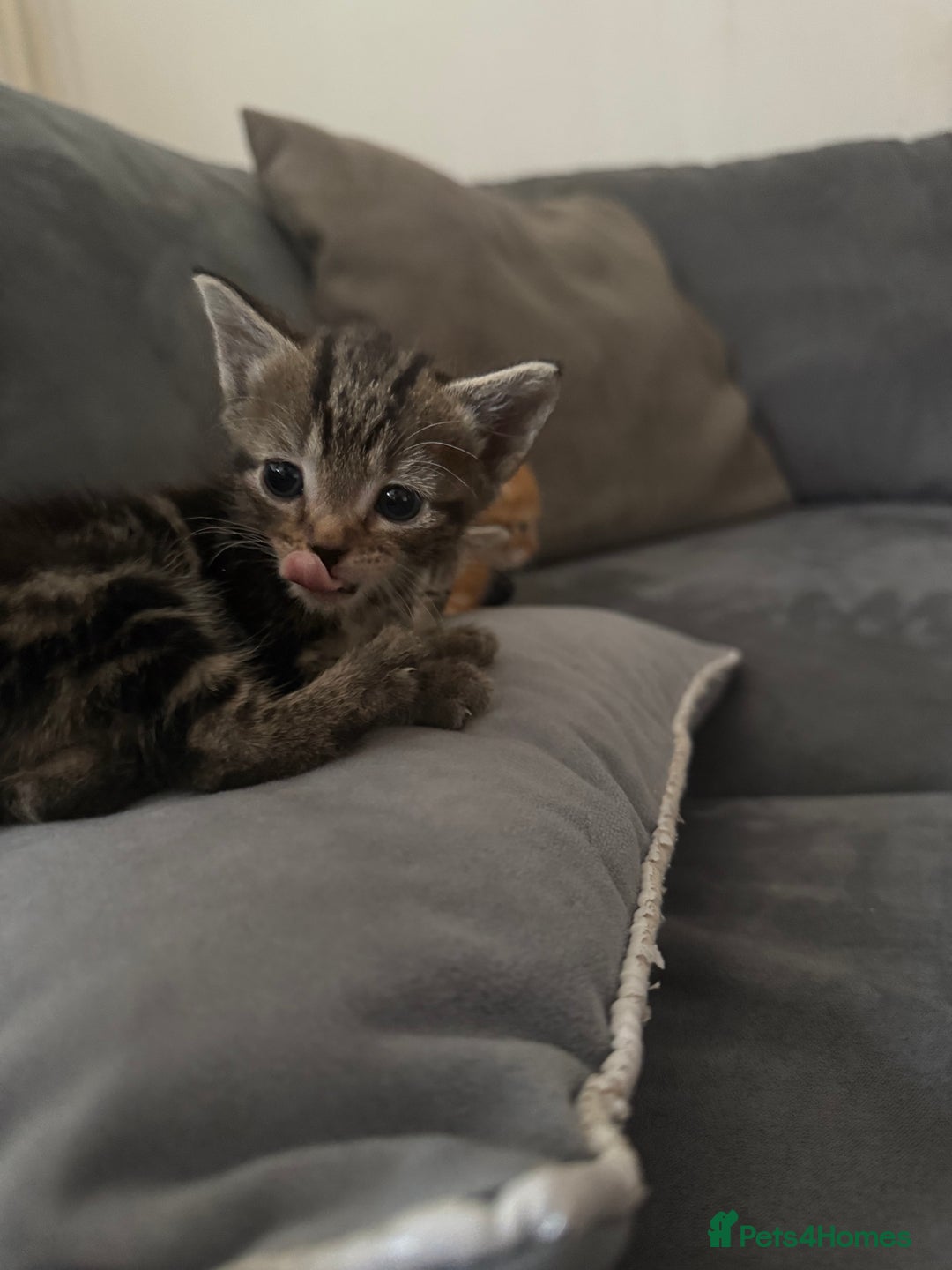 American Shorthair cats for sale: 4 beautiful kittens - Image 7