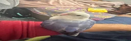 Lovebirds birds for sale: Sweet & Affectionate Female Lovebird For Sale - Advert 4