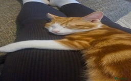 British Shorthair cats for sale: Male ginger short hair  - Image 3