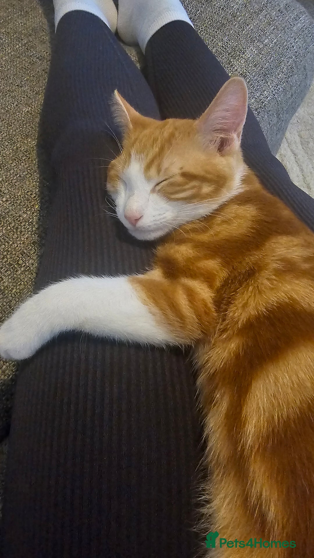 British Shorthair cats for sale: Male ginger short hair  - Image 3