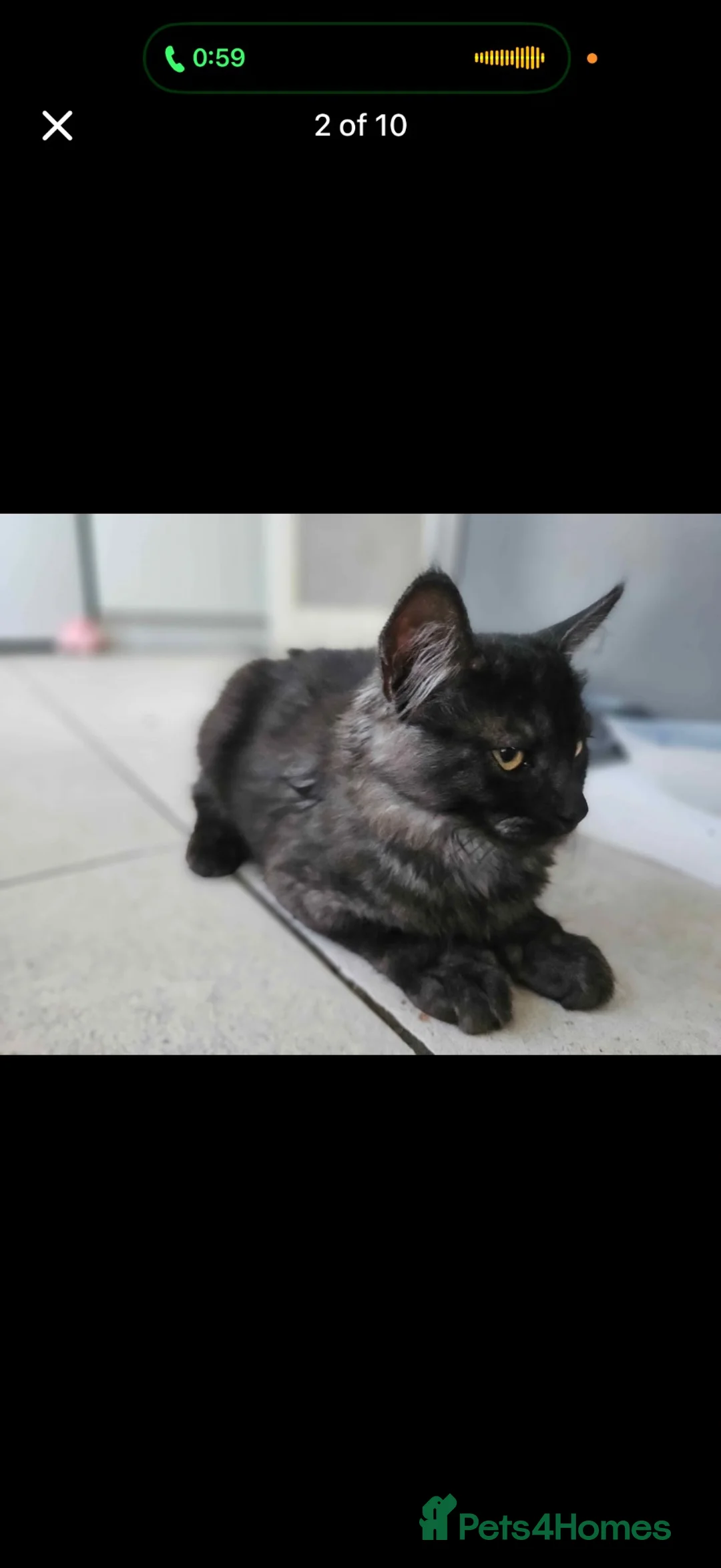 Maine Coon cats for sale: 2x sisters for sale  - Advert 3