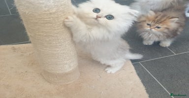 Persian cats - Advert 10