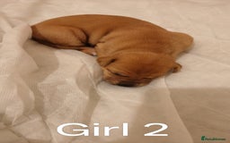 Mixed Breed dogs for sale: German Staffy Litter Available 12/10/25 - Image 18