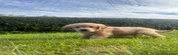 Golden Retriever dogs for sale: Stunning KC Golden Retriever Pups READY NOW - Advert 5