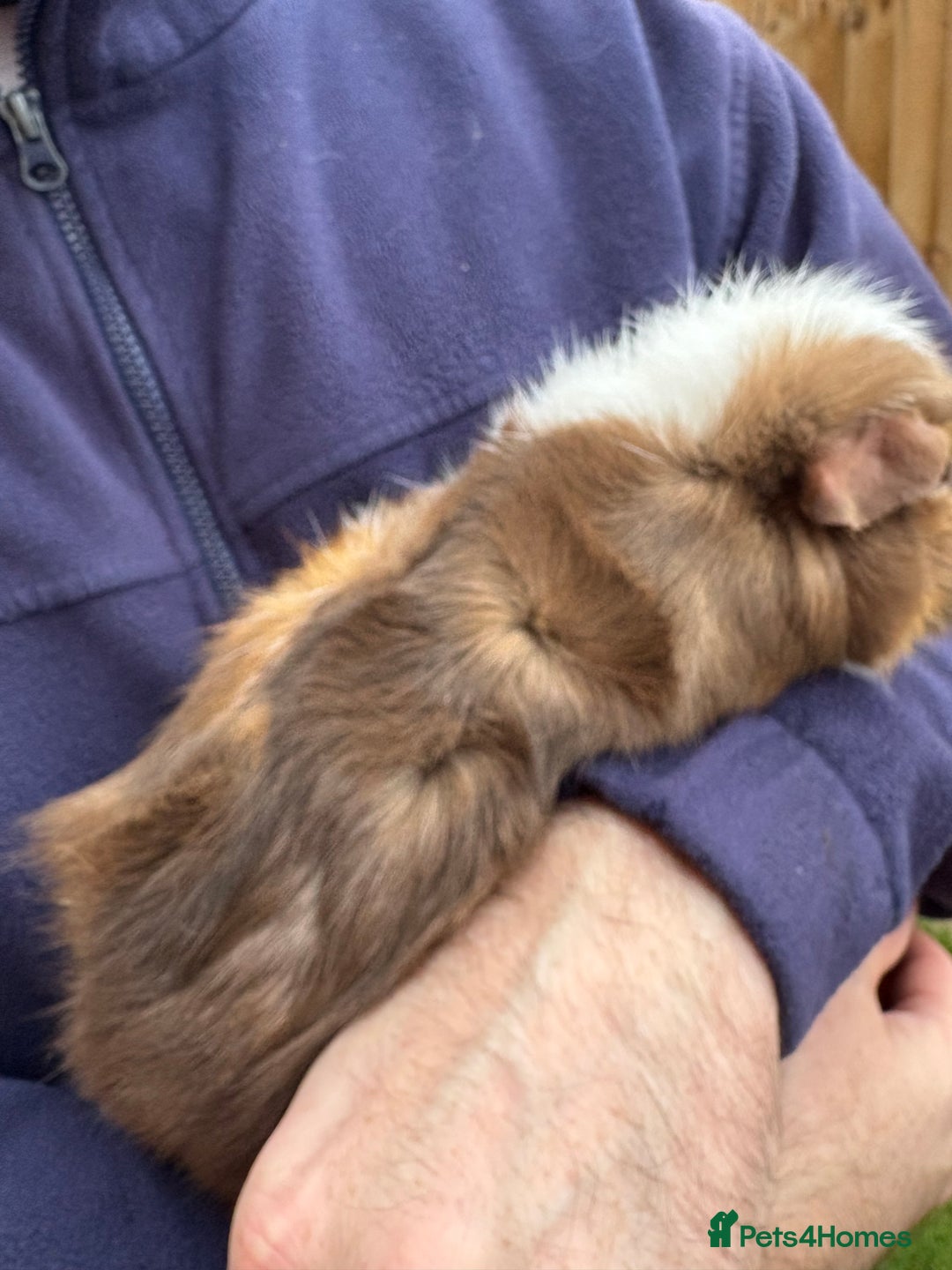 Guinea Pig rodents for sale: Beautiful male Guinea pig  - Advert 2