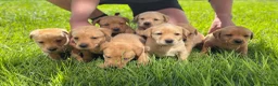 Labrador Retriever dogs for sale: Stunning Red Fox & Golden Labrador Puppies - Advert 6
