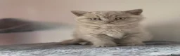 British Shorthair cats for sale: British Shorthair Kittens, 1 Boy & 2 Girls - Advert 4