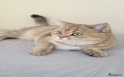 Scottish Fold cats for sale: Scottish Straight Female - Image 1