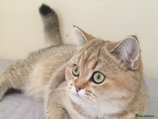 Scottish Fold cats Scottish Straight Female - Advert 1