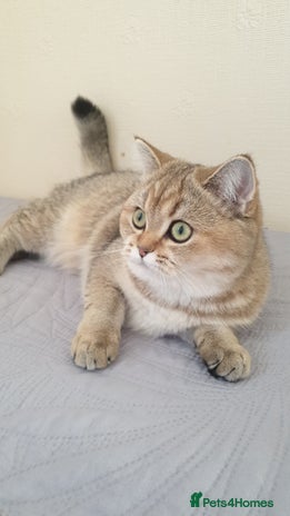 Scottish Fold cats - Advert 3