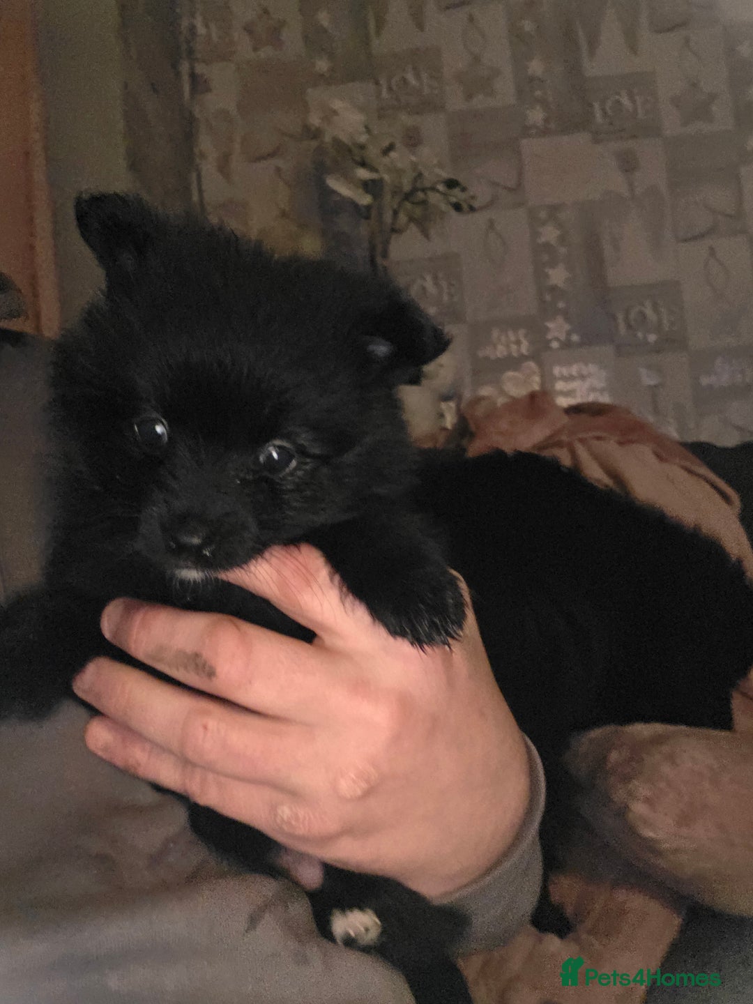 Pomeranian dogs for sale: Pomeranian puppies  - Advert 2