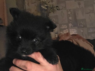 Pomeranian dogs Pomeranian puppy - Advert 7