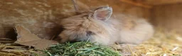 Lionhead rabbits for sale: Purebred double-maned friendly young lionhead boy - Advert 4