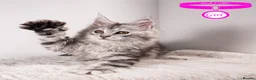 Maine Coon cats for sale: XL Stunning Maine Coon / TICA /Ready - Advert 20