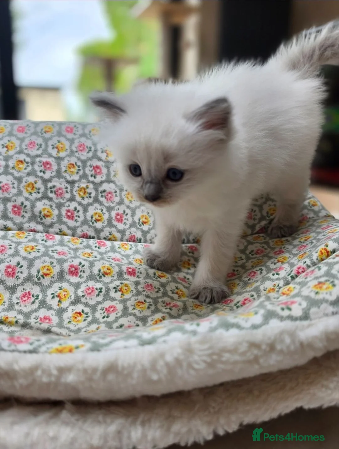 Ragdoll cats for sale: 3 Ragdoll Girls - Advert 1