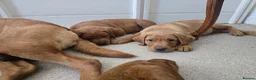 Labrador Retriever dogs for sale: STUNNING FOX RED BOYS - READY TO GO - Advert 4