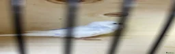 Budgerigars birds for sale: Female budgies  - Advert 6