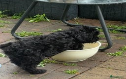 Cockapoo dogs for sale: Cockapoo puppies - Image 14