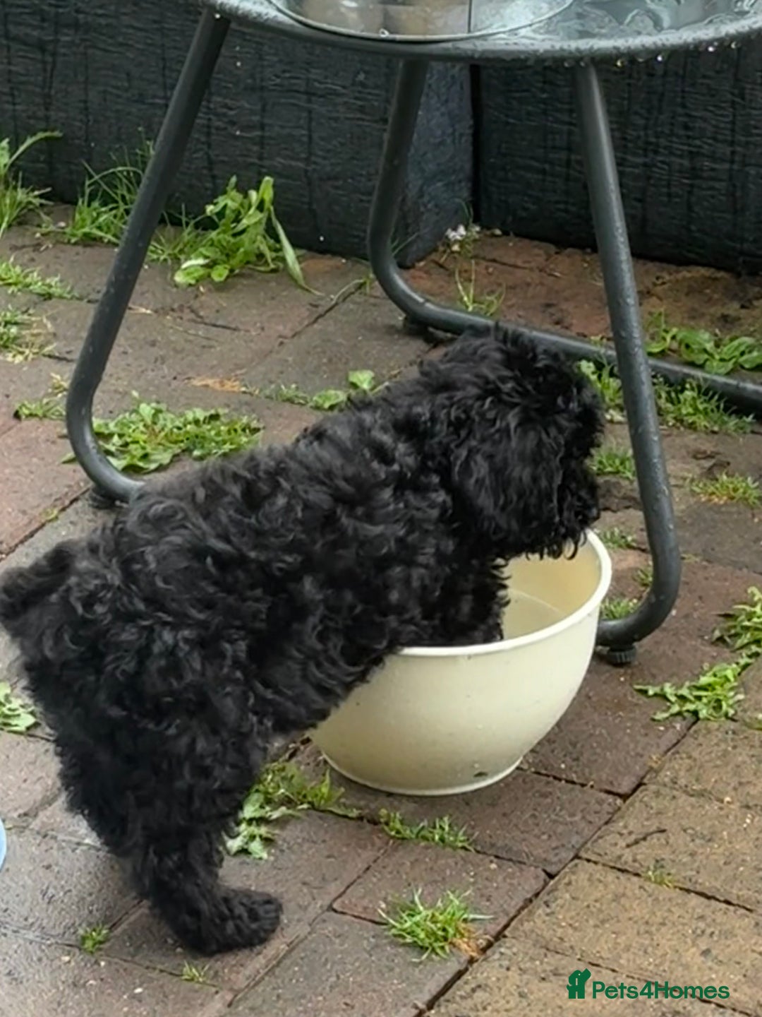 Cockapoo dogs for sale: Cockapoo puppies - Image 14