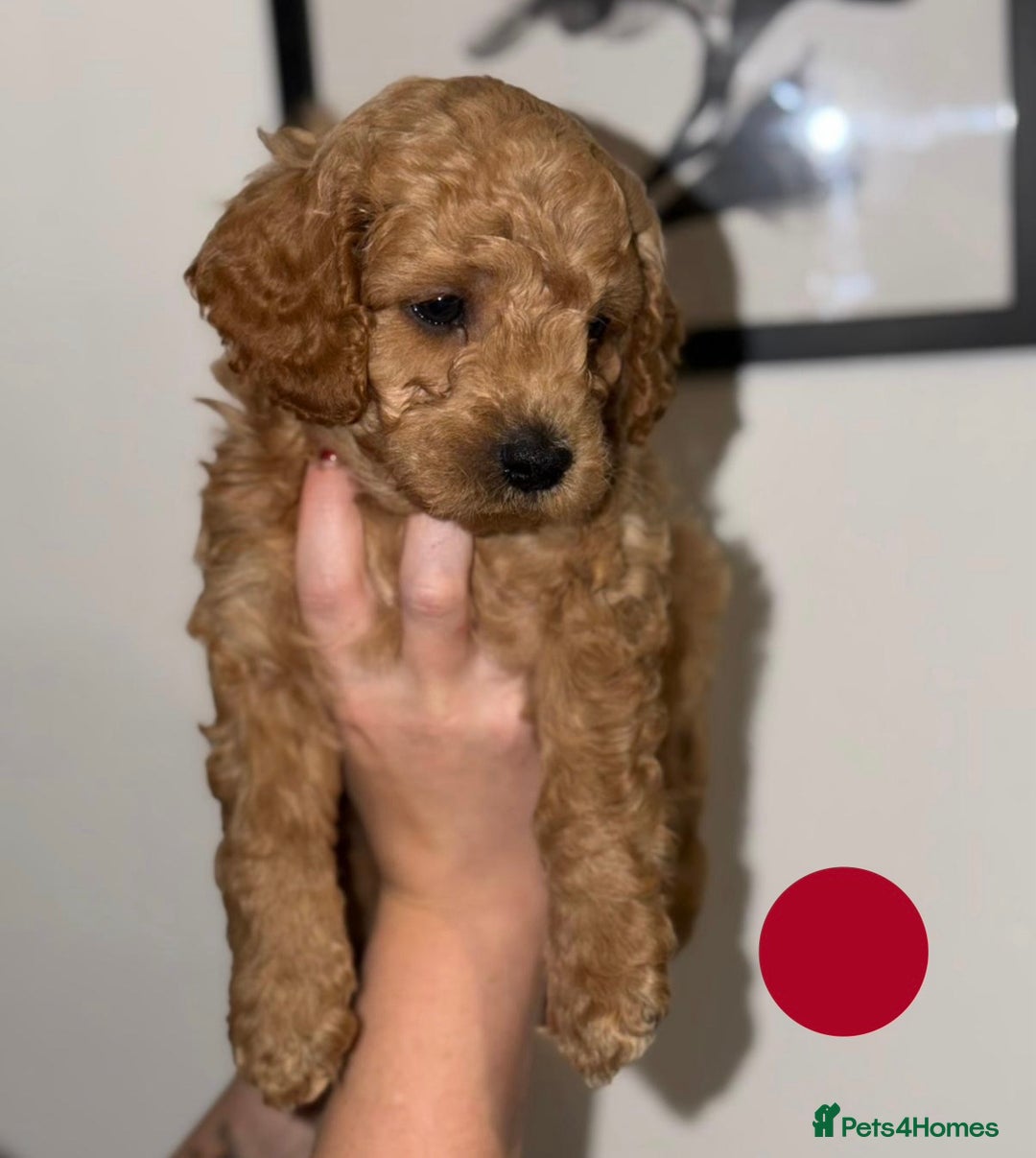 Cavapoo dogs for sale: Stunning Cavapoochon’s for sale (2 left) - Advert 4