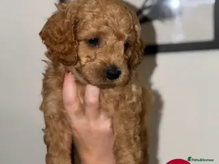 Cavapoo dogs Ready to leave - Stunning Cavapoochon’s for sale - Advert 5