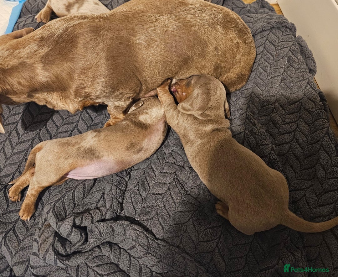 Dachshund dogs for sale: Isabella Dapple Dachshund Puppies - Advert 5