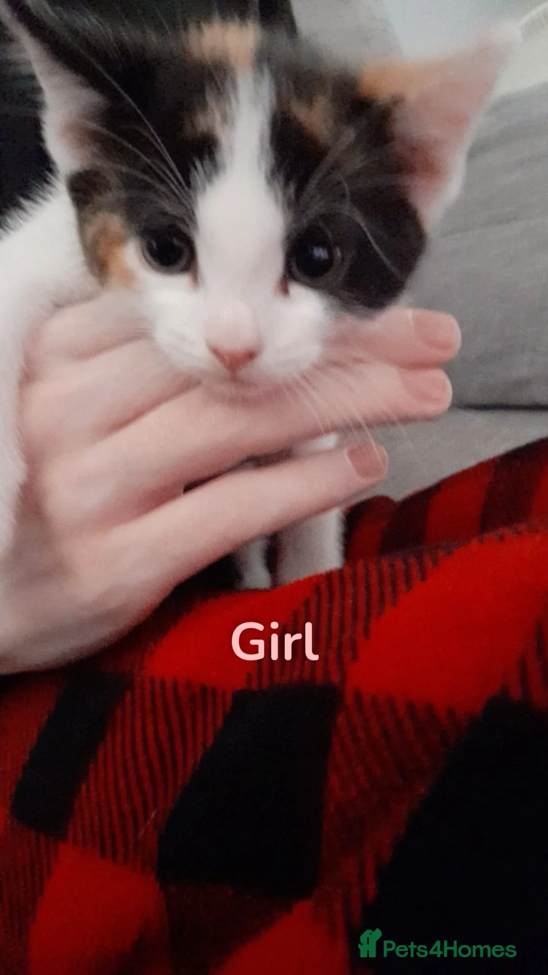 Mixed Breed cats for sale: 🐾 Kittens🐾 - Advert 7