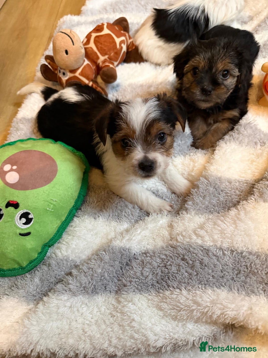 Shih Tzu dogs for sale: Lovely puppies ready to leave soon - Advert 4