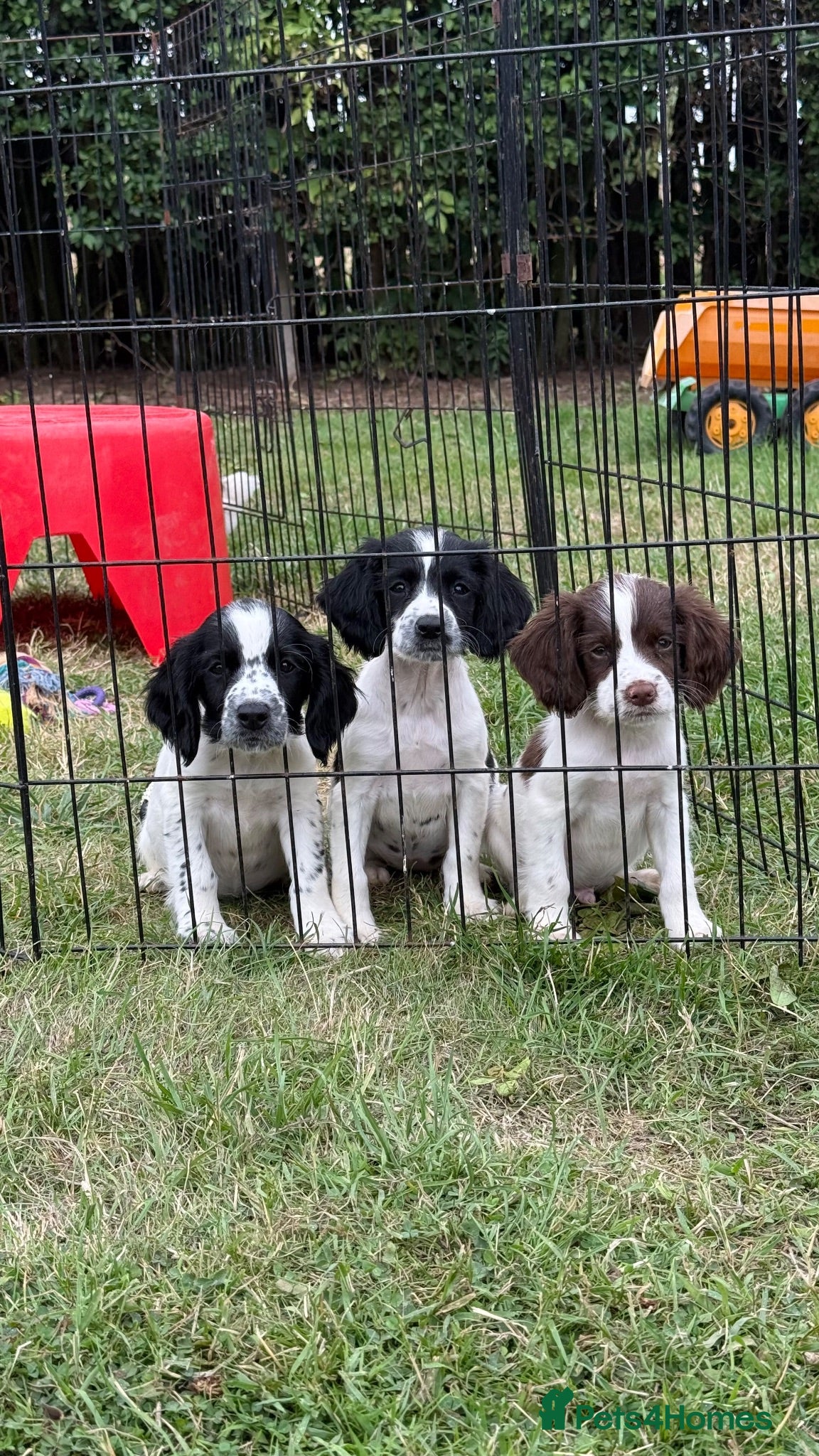 Sprocker dogs Ready now! 3 lovely working spaniel pups  - Advert 8