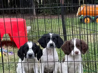 Sprocker dogs Ready now! 3 lovely working spaniel pups - Advert 8