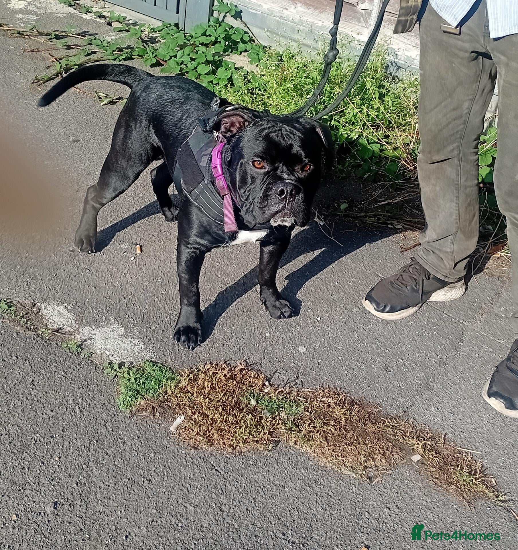 Mixed Breed dogs Gorgeous Frenchie cross Boxer - Advert 1