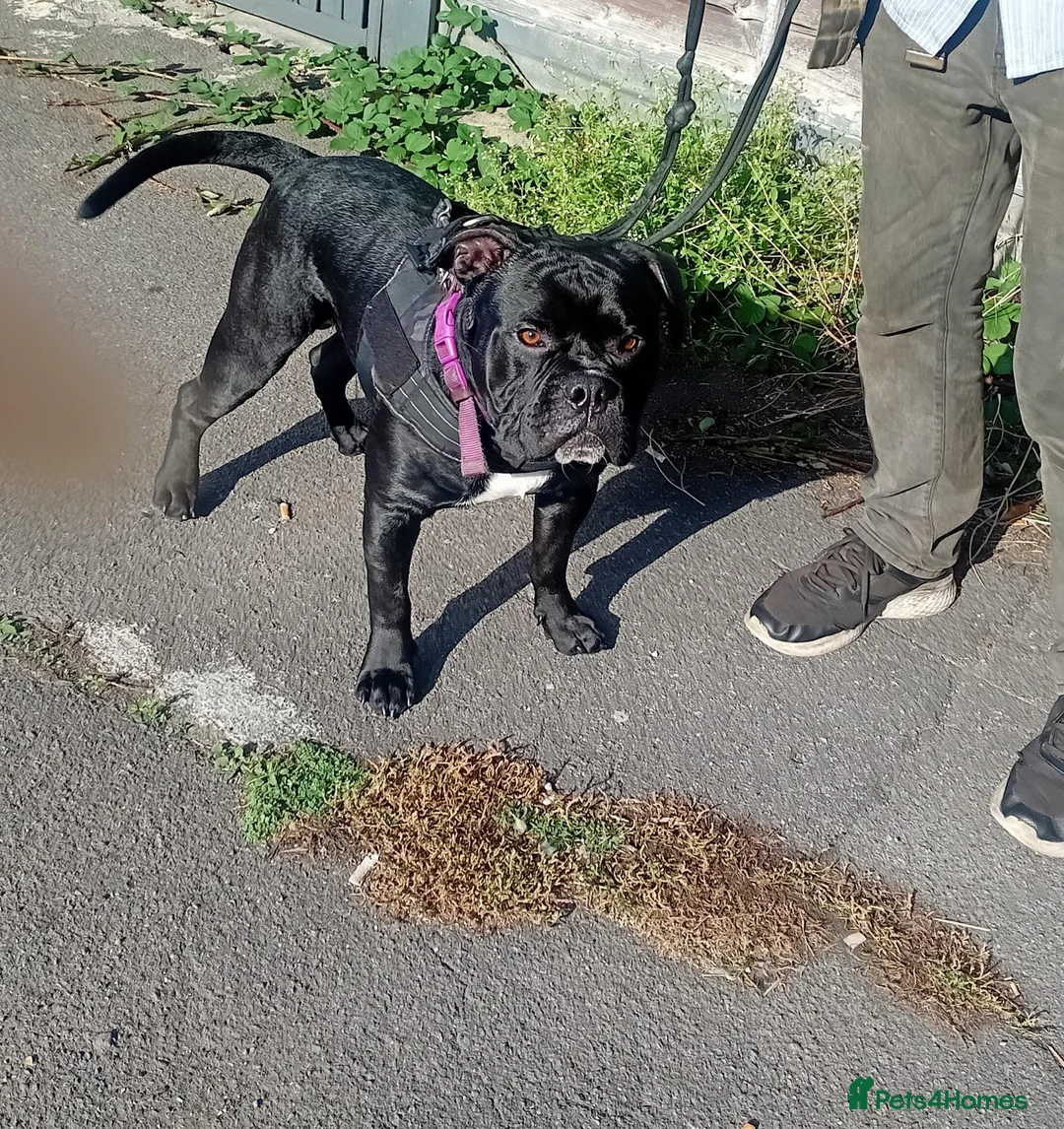 Mixed Breed dogs for adoption: Gorgeous Frenchie cross Boxer in Ilford - Advert 1