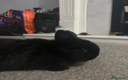 Netherland Dwarf rabbits for sale: netherland dwarf x minilop 5 black / brown rabbits - Image 11