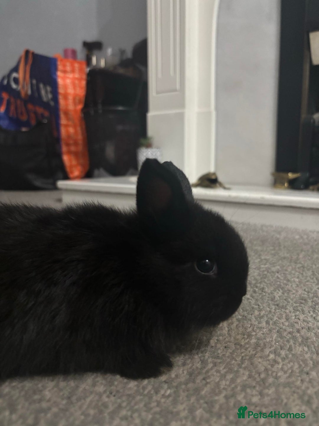 Netherland Dwarf rabbits for sale: netherland dwarf x minilop 5 black / brown rabbits - Image 11