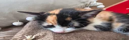 Mixed Breed cats for sale: GORGEOUS CALICO SISTERS! - Advert 11