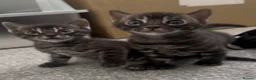 Bengal cats for sale: Exceptional silver girls & blue/ charcoal boys - Advert 18