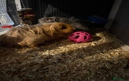 Guinea Pig rodents for sale: Two girls ‘ ivy and iris  - Image 8