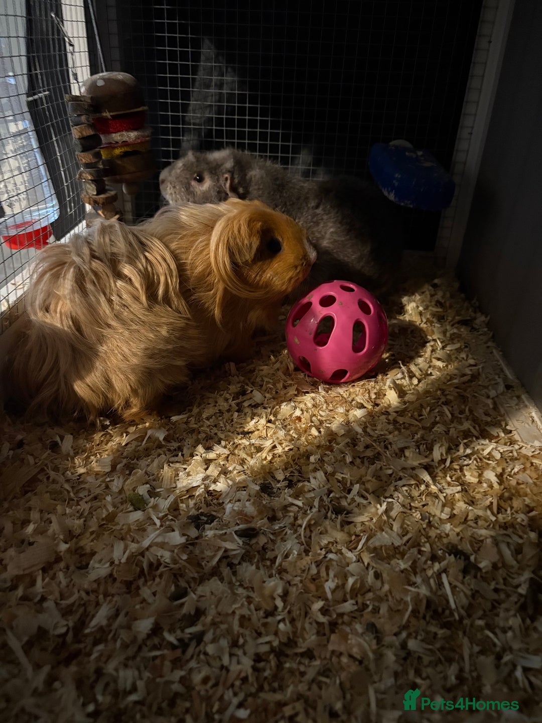 Guinea Pig rodents for sale: Two girls ‘ ivy and iris  - Image 8