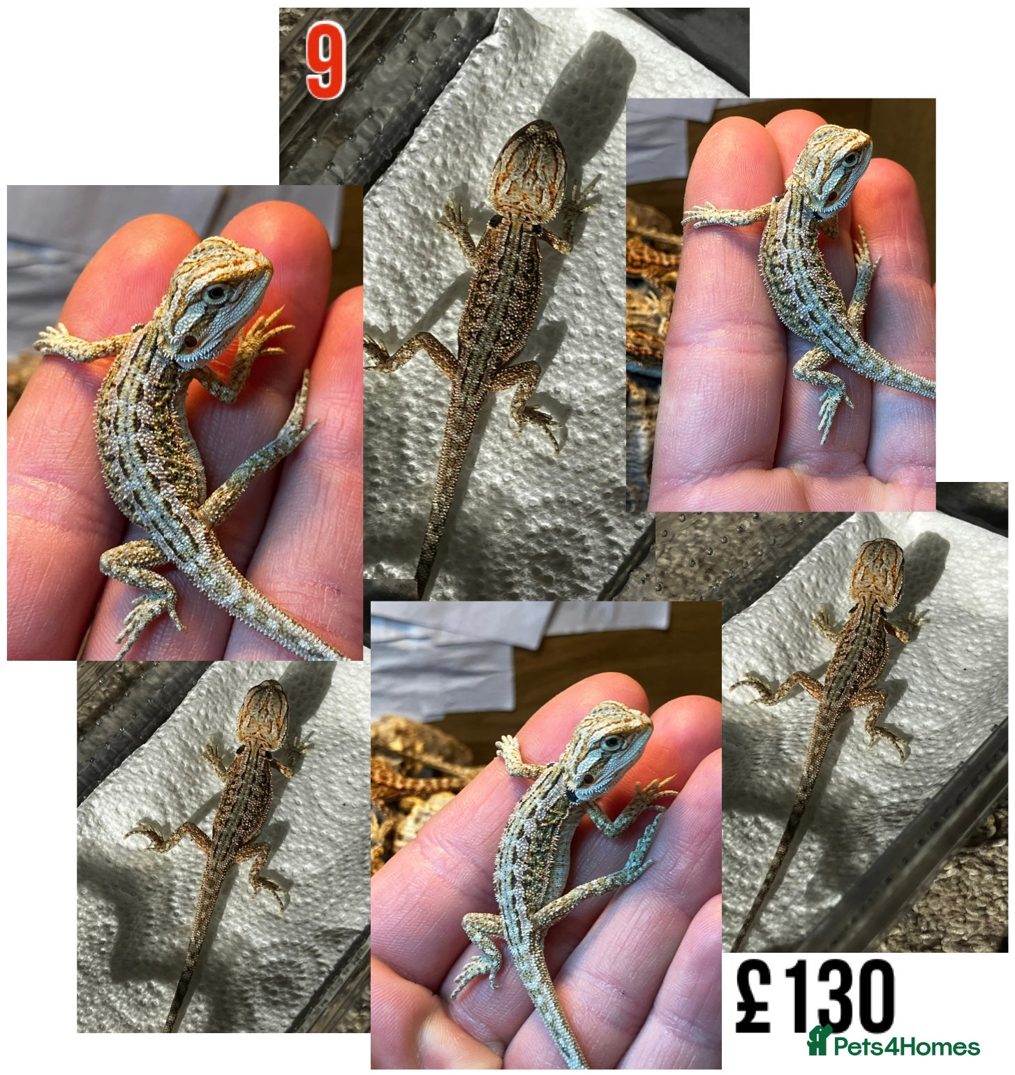 Bearded Dragon reptiles for sale: Baby Bearded Dragons For Sale! - Advert 17