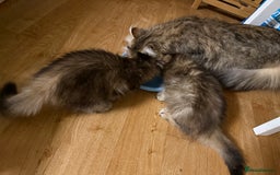 British Longhair cats for sale: British Longhair kittens - Image 17