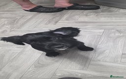 Cocker Spaniel dogs for sale: Cocker spaniel boy - Image 2