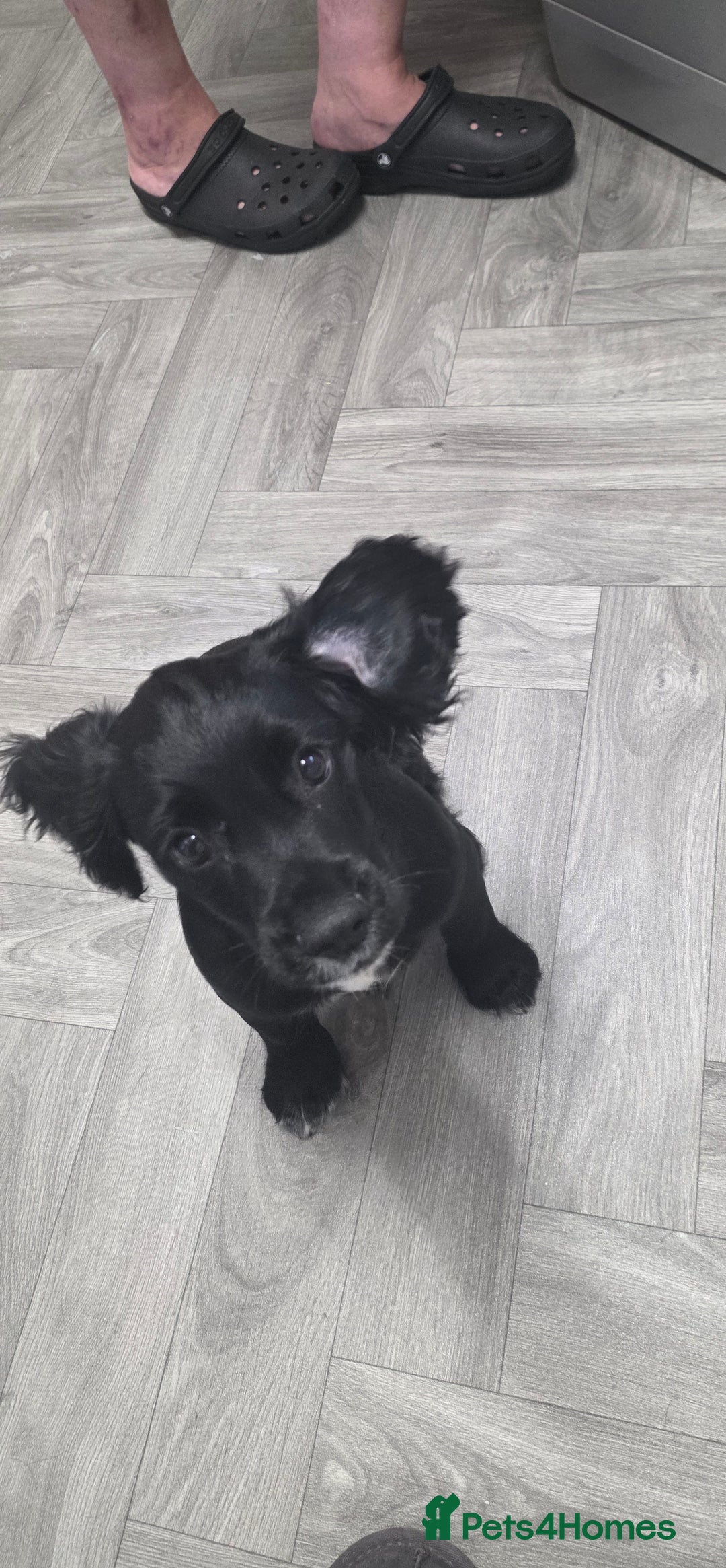 Cocker Spaniel dogs for sale: Cocker spaniel boy - Image 2