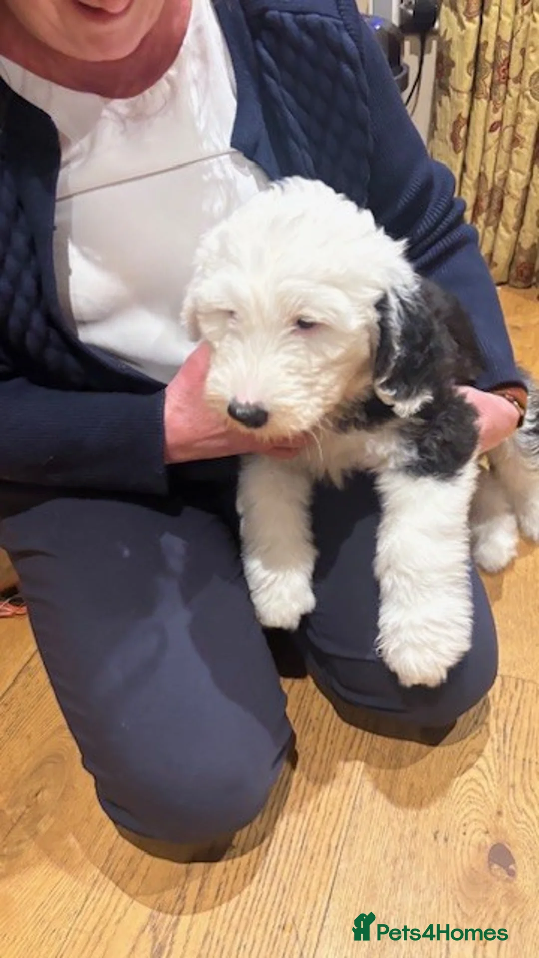 Old English Sheepdog dogs for sale: Kennel Club Registered Old English Sheepdog Pups - Advert 10