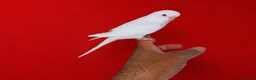 Budgerigars birds for sale: Super silly hand tamed baby budgies  - Advert 4