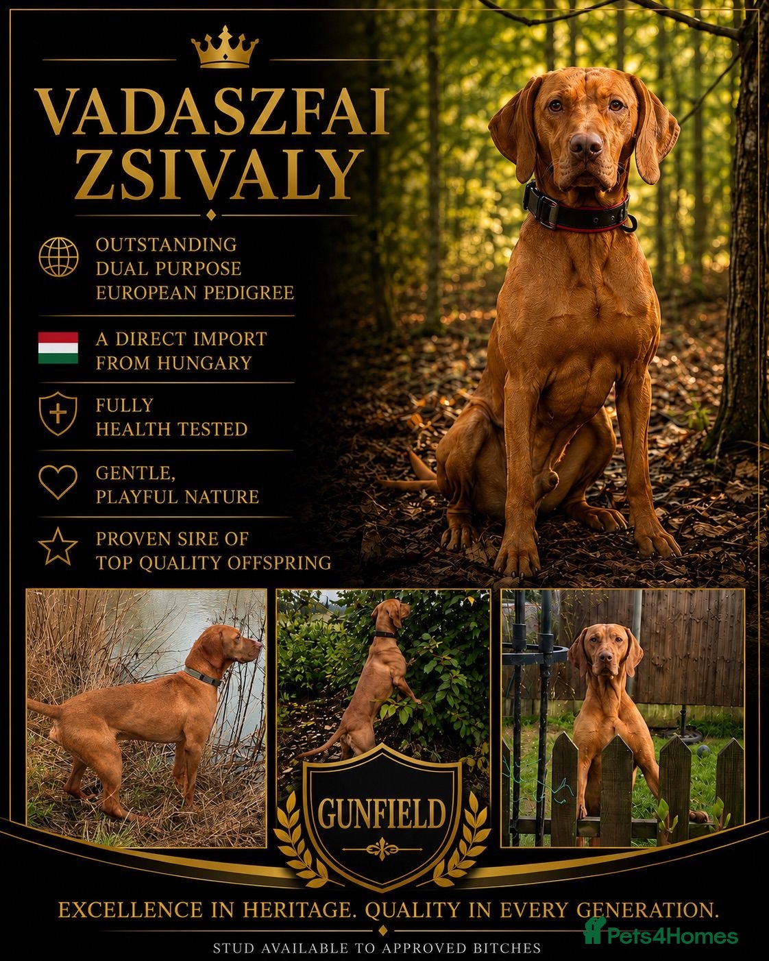Hungarian Vizsla dogs Gunfield duel purpose - Exceptional Show & Working - Advert 2
