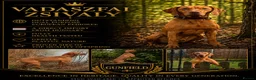Hungarian Vizsla dogs for sale: Gunfield duel purpose - Exceptional Show & Working - Advert 2
