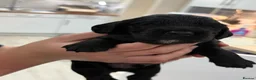 Cocker Spaniel dogs for sale: 🐾 Beautiful Working Cocker Spaniel Puppies 🐾 in Shrewsbury - Advert 4