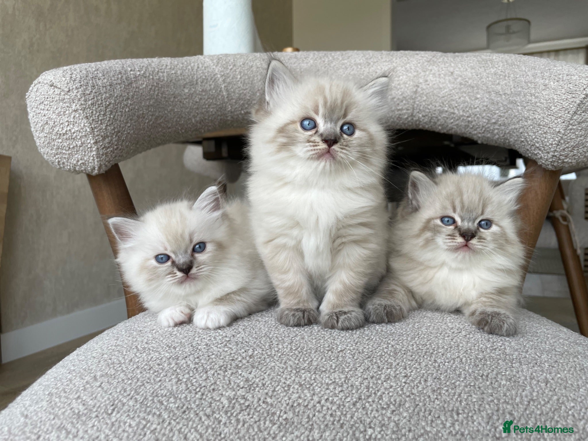Ragdoll cats Fluffy Ragdoll kittens, 3 beautiful boys   - Advert 1
