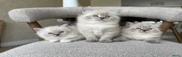 Ragdoll cats for sale: Fluffy Ragdoll kittens, 3 beautiful boys   - Advert 1